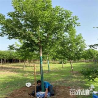 6公分绿叶复叶槭