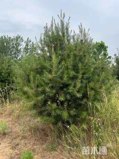 高度80厘米白皮松