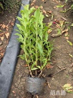 高度50厘米红王子锦带