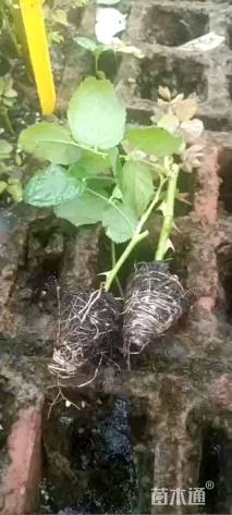 高度10厘米大花月季