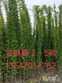 200厘米常春油麻藤