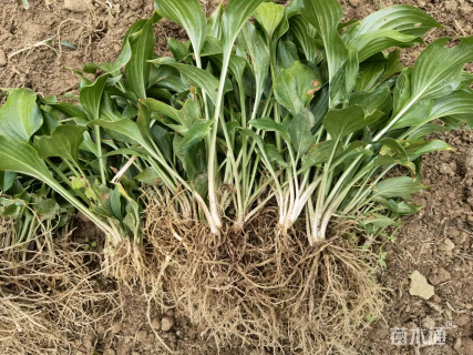 高度40厘米金边玉簪