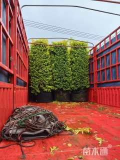 高度180厘米金冠女贞