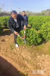 冠幅100厘米海桐球