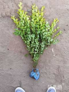 高度50厘米金叶女贞