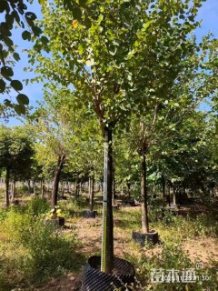 高度400厘米紫荆