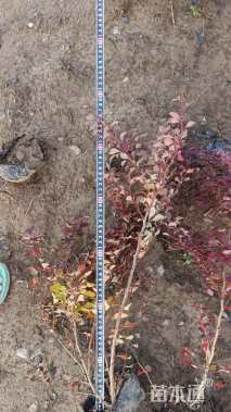高度40厘米红叶小檗