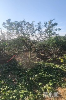 高度350厘米香橙