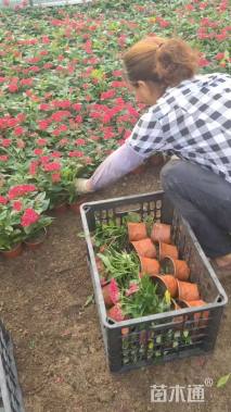 高度20厘米五星花