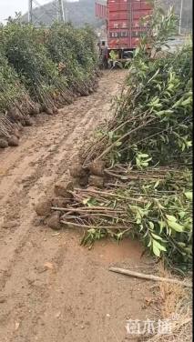 高度1.5厘米法国冬青