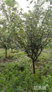 高度150厘米红叶石楠绿篱苗