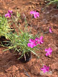 高度10厘米欧石竹