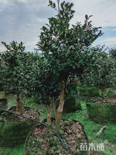 高度120厘米茶梅