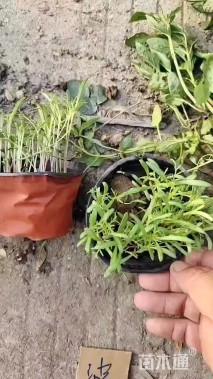 高度15厘米波斯菊