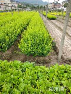 高度30厘米金禾女贞