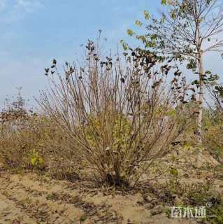 高度120厘米丛生紫丁香