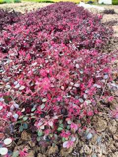 高度35厘米红花继木