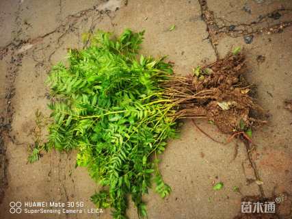 高度60厘米珍珠梅