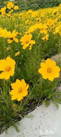 高度20厘米金鸡菊