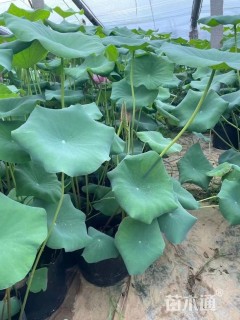 高度80厘米荷花