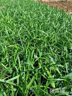 高度10厘米兰花