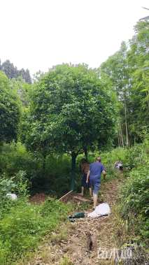 18公分高杆桂花