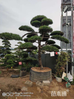 移栽苗造型罗汉松