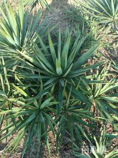 高度50厘米丝兰