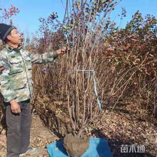 高度300厘米丛生黄栌