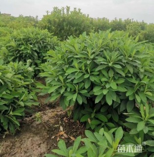 高度90厘米结香