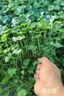 高度15厘米肾叶堇