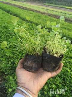 高度15厘米白三叶