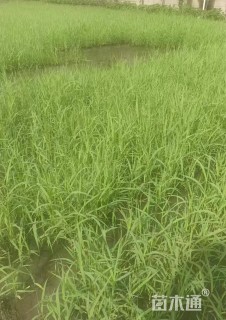 高度60厘米青叶芦竹