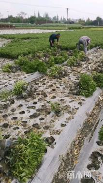 高度35厘米海桐