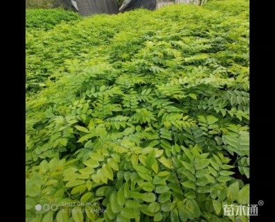 0.1公分海南黄花梨