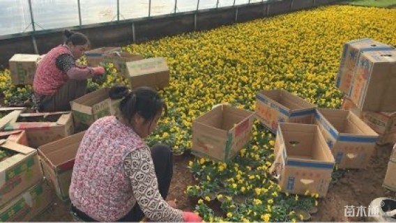 高度12厘米角堇