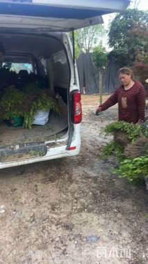 高度30厘米百子莲