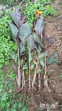 高度30厘米紫叶美人蕉