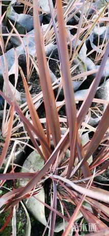 高度60厘米新西兰亚麻