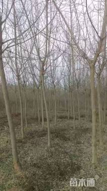 8公分金叶复叶槭