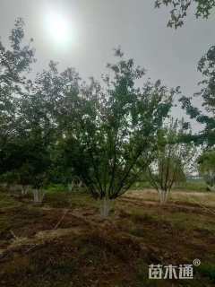 高度400厘米丛生茶条槭