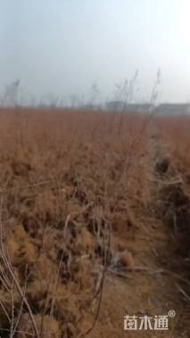 高度30厘米柽柳