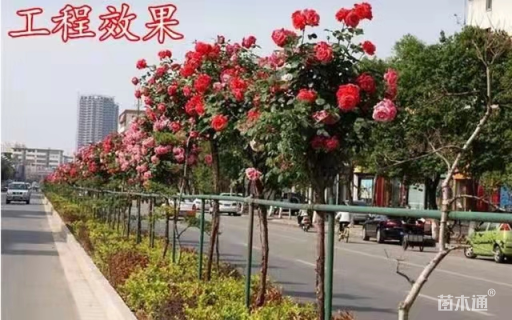 3公分高杆树状月季