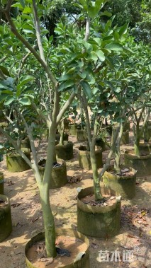8公分柚子树