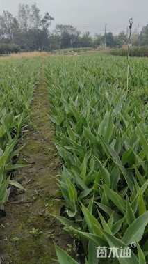 高度10厘米美人蕉