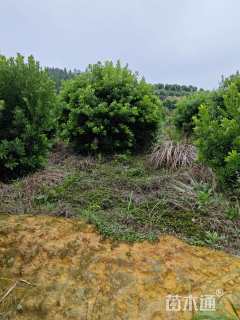 冠幅250厘米杨梅球