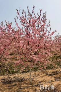 5公分红粉佳人樱