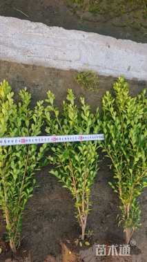 高度35厘米瓜子黄杨