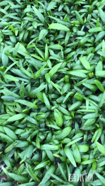 裸干高1厘米棕竹