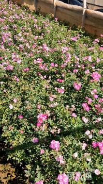 高度30厘米丰花月季